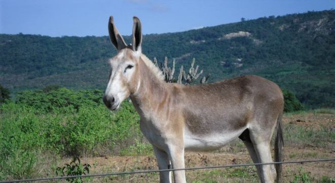 Descubra a diferença entre jumento, jegue, burro, mula e bardoto