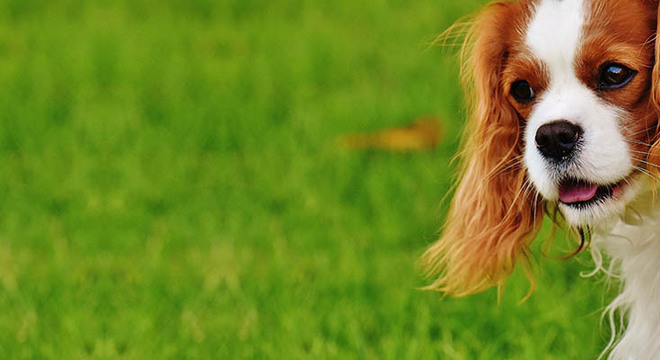 Descubra agora 5 cuidados que se deve ter com os filhotes de cachorro