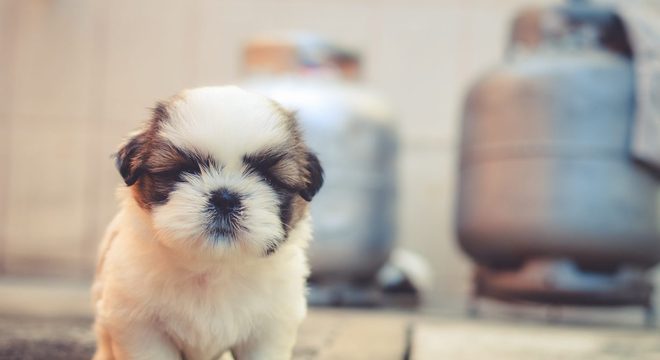 Descubra agora 5 cuidados que se deve ter com os filhotes de cachorro
