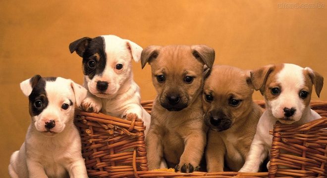 Descubra agora 5 cuidados que se deve ter com os filhotes de cachorro