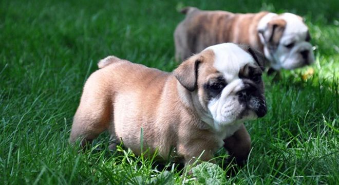 Descubra agora 5 cuidados que se deve ter com os filhotes de cachorro