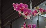 As orquídeas não são novidade para ninguém, mas garantem um charme extra por poderem ser penduradas no alto e não exigirem regas constantes. 