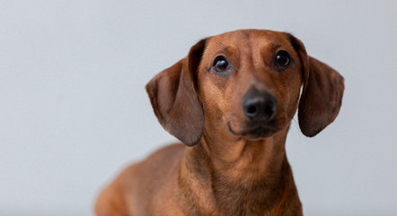 Cãozinhos encaram seus tutores em uma tentativa de comunicação