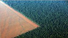 Brasil é responsável por 40% da perda de floresta tropical 