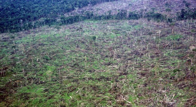 No caso das florestas tropicais, como a Amazônia, que têm de 90% a 100% de cobertura de árvores, as alterações climáticas têm trazido efeitos devastadores

