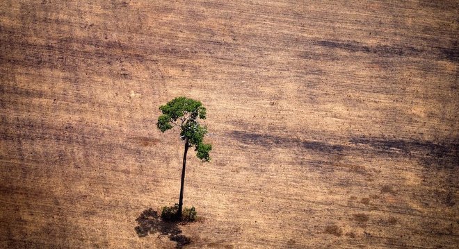 No Brasil, 1,3 milhões de hectares de florestas primárias desapareceram em 2018