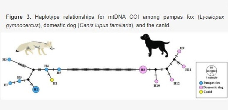 Dessa forma, os pesquisadores concluíram que o animal seria fruto de cachorro doméstico com graxaim-do-campo. Um híbrido, portanto. Isso explicaria o número inusitado de cromossomos.