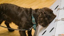Cães farejadores alemães detectam covid-19 com 94% de precisão