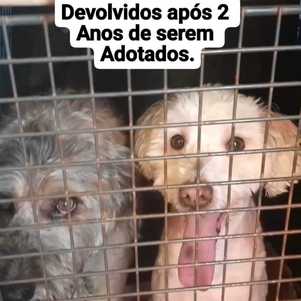 Adotados juntos ainda filhotes foram devolvidos após 2 anos !