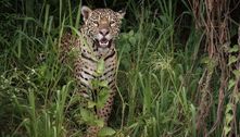 Dez tigres, cinco leões e outros animais exóticos são apreendidos em área de cartel no México 