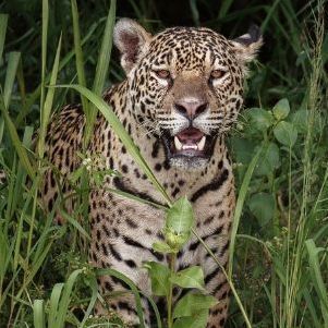 Dez tigres, seis onças, cinco leões e outros animais exóticos são apreendidos em área de cartel no México
