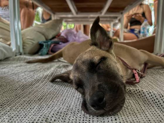 ADOÇÃOAdotar um animal é um ato de amor. A procura aumentou no começo da pandemia e, como previsto, também cresceu o número de abandono tempos depois. Procure imagens nas redes sociais, participe de feira de adoção virtual, entre em contato com ONGs avisando do seu interesse. Tenho certeza que a rotina da família vai mudar para melhor!Adoção: gatinha dócil procura uma família em São Paulo