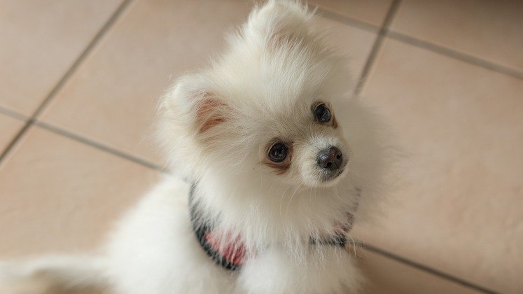 DIVULGAÇÃO DE PERDIDOSQue tal usar as redes sociais para o bem? Assim como os animais abandonados, os pets perdidos precisam de ajuda na divulgação. Ajude o @procuracachorro! Espalhe a foto nos grupos do bairro, entre vizinhos ou marque sua comunidade de amigos. Você pode ser responsável por um final feliz!