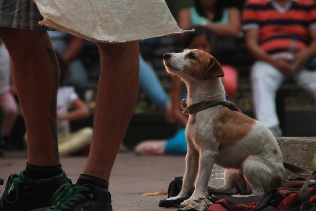 DOAÇÃO DE ITENS DE NECESSIDADEAlém de doar pertences do seu pet que não estejam em uso, você pode reunir doações da vizinhança e encaminhar para uma instituição. Vale roupinha, cama, jornal, ração, etc. Outra dica é: quando for comprar algo em pet shop online, compre um item a mais e direcione para quem precisa