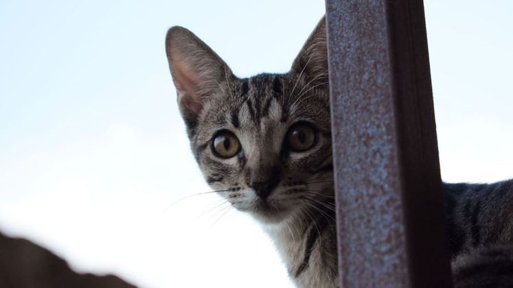 CONTRIBUIÇÃO MENSALA crise financeira durante a pandemia agravou ainda mais a situação de abrigos municipais e ONGs. Qualquer contribuição em dinheiro é sempre bem-vinda, seja R$5, R$10 ou mais. O ideal é que aconteça de forma programada, todo mês. Assim, os voluntários ficam sabendo que podem contar com vocêE mais: Cão com deficiência é rejeitado por família que iria adotá-lo