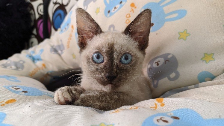 LAR TEMPORÁRIOJá pensou abrir sua casa para receber um animalzinho? As ONGs estão sempre lotadas e precisam de ajuda para acomodar todos os resgatados. Você pode se oferecer para hospedar um pet e a instituição cobre todos os gastos. O tempo é definido em comum acordo e a experiência pode ser gratificanteE mais: Chihuahua sem patas ganha cadeira de rodas de brinquedo