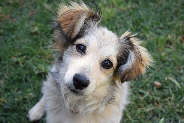 Os animais perdidos ou abandonados precisam de ajuda durante a pandemia da covid-19. Estamos mais tempo dentro de casa, mas pequenas atitudes, mesmo à distância, podem salvar a vida de um bichinho. Para comemorar o Dia Nacional dos Animais, listei algumas ideias para você colocar em prática. Veja: