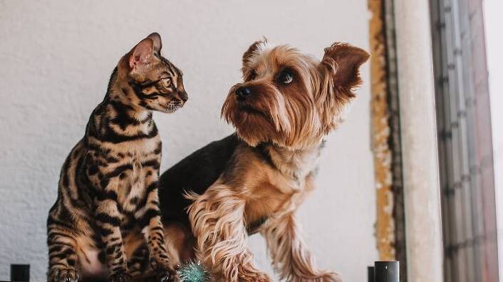 Pet lover: 3 programas de TV sobre cães e gatos que você tem que