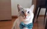 Dia Internacional dos gatos Instagram 
