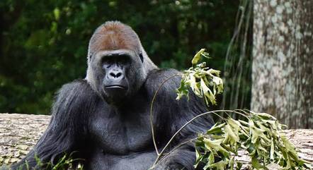 Dia Mundial dos Gorilas