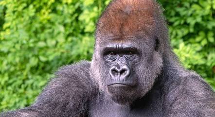 Donkey Kong faz 33 anos: veja 6 curiosidades sobre o gorila - Notícias -  R.S. Works T.I.