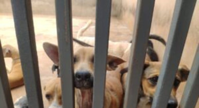ONG Cão Feliz realiza campanha de natal com doação de ração para animais  acolhidos - Cidades - R7 Diário Digital