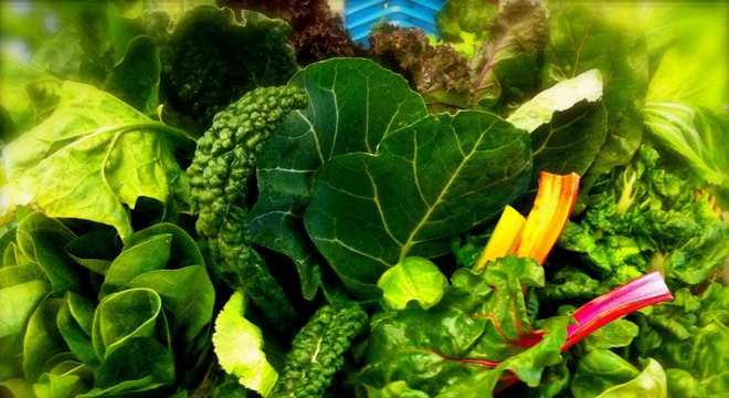 Dicas de como aumentar a imunidade para ter uma vida saudável