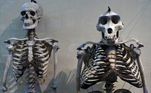 Um esqueleto humano ao lado de um esqueleto de gorila macho