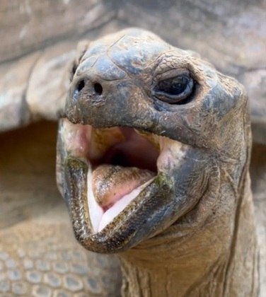 Difícil você olhar para essa tartaruga e não se impressionar com o tamanho e grandiosidade dela. Porém, o verdadeiro diferencial dela é que ela vive entre 150 e 200 anos. 