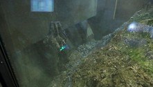 Covid-19: Dinamarca incinera 4 milhões de visons