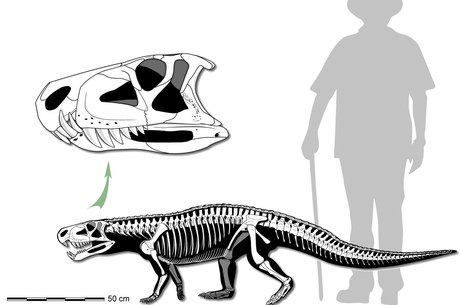 Comparação entre o dinossauro e o ser humano 