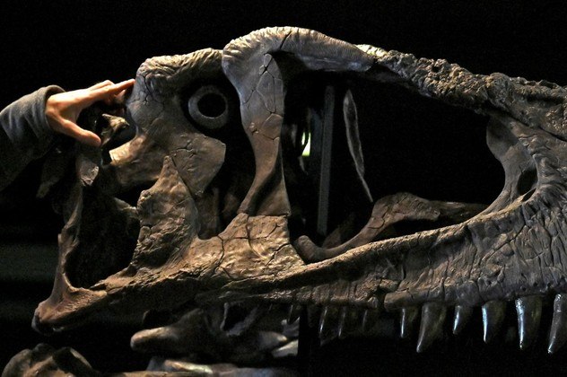 Cientistas descobrem novo dinossauro predador gigante com braços curtos,  como o T-Rex - SWI