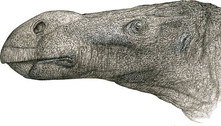 Espécie de dinossauro com nariz exótico é descoberta na Inglaterra