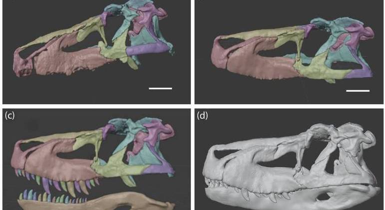 Novo T-rex: cientistas descobrem fóssil de dinossauro gigante com braços  curtos