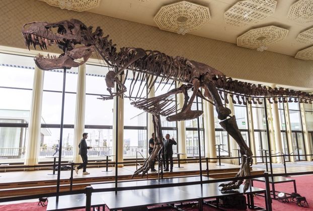 Uma fundação de arte comprou o esqueleto de um tiranossauro rex de cerca de 67 milhões de anos, conhecido como Trinity, em um leilão na Suíça por US$ 6 milhões (R$ 30,2 milhões, na cotação atual). O dinossauro será exibido em Antuérpia, na Bélgica, informou a casa de leilões nesta sexta-feira (21)
