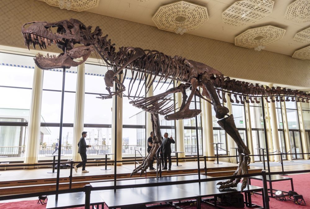 Esqueleto de T-Rex de 67 milhões de anos será leiloado na Suíça