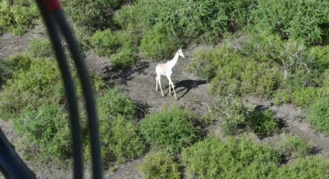 Dispositivo de rastreamento por GPS foi colocado em um dos chifres dela no dia 8 de novembro