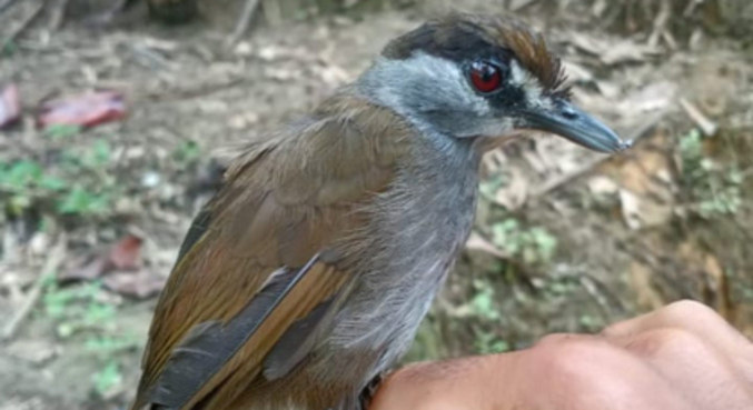 Ave é considerada o maior enigma da ornitologia da Indonésia