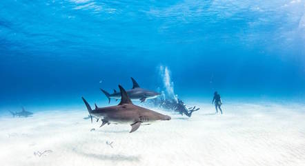 As Bahamas oferecem até mergulho com tubarões