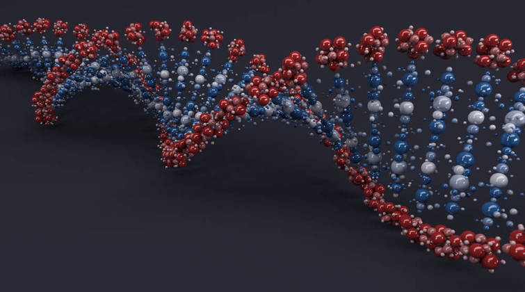 Ela é necessária para o crescimento de células, a renovação de tecidos e a manutenção do sistema imunológico, pois é parte da síntese de material genético, o DNA