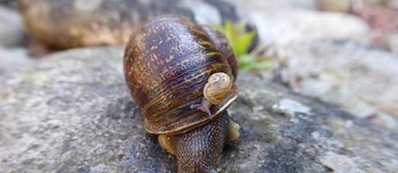 Jeremy, o caracol "canhoto" e um de seus filhos de concha em espiral direita 