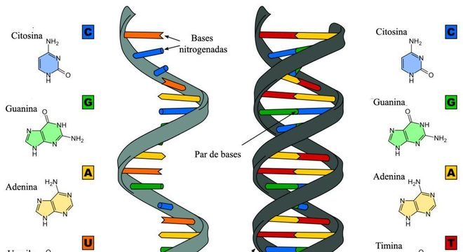 DNA e RNA - Definição, características, principais diferenças e funções