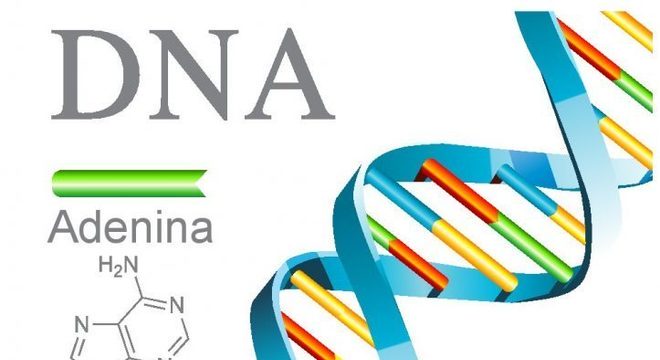 DNA e RNA - Definição, características, principais diferenças e funções