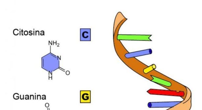 DNA e RNA - Definição, características, principais diferenças e funções