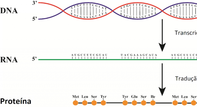 DNA e RNA - Definição, características, principais diferenças e funções