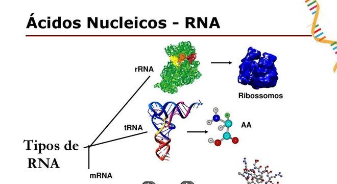 DNA e RNA - Definição, características, principais diferenças e funções