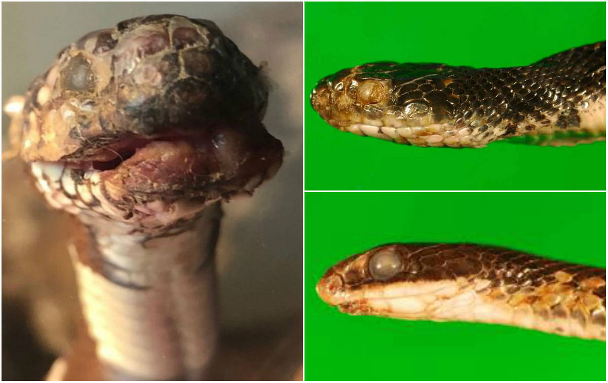 Doença que 'mumifica' e desfaz pele de cobras assusta especialistas Fotos R7 Hora 7