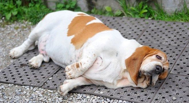 Doenças de cachorros - 11 condições de saúde mais comum nos animais