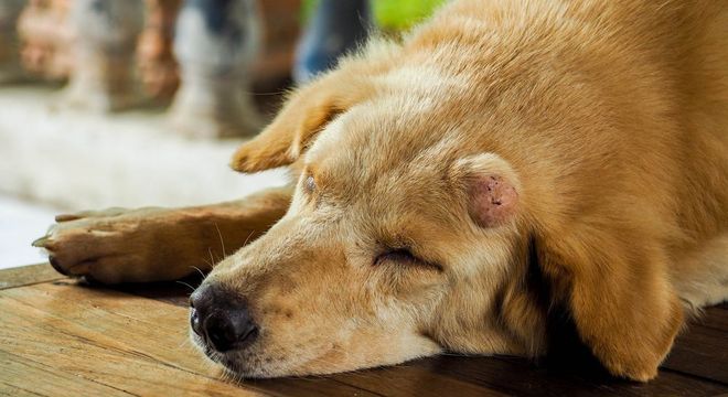 Doenças de cachorros - 11 condições de saúde mais comum nos animais