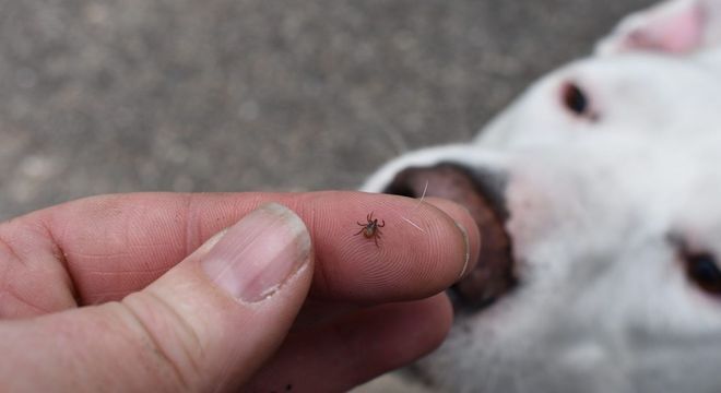 Doenças de cachorros - 11 condições de saúde mais comum nos animais